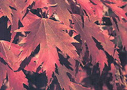 Firefall Maple (Acer x freemanii 'Firefall') at Make It Green Garden Centre