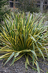 Bright Edge Adam's Needle (Yucca filamentosa 'Bright Edge') at Make It Green Garden Centre