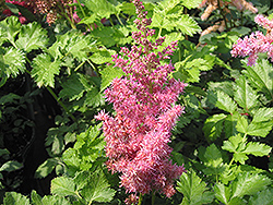 Stand and Deliver Astilbe (Astilbe 'Stand and Deliver') at Make It Green Garden Centre