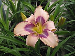 Destined To See Daylily (Hemerocallis 'Destined To See') at Make It Green Garden Centre