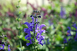 Rhapsody In Blue Meadow Sage (Salvia x superba 'Rhapsody In Blue') at Make It Green Garden Centre