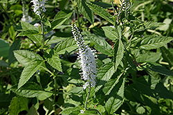 White Icicles Speedwell (Veronica spicata 'White Icicles') at Make It Green Garden Centre