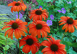 Tangerine Dream Coneflower (Echinacea 'Tangerine Dream') at Make It Green Garden Centre