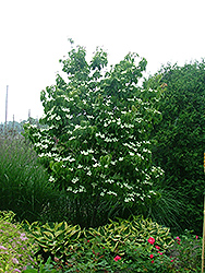 Galilean Chinese Dogwood (Cornus kousa 'Galzam') at Make It Green Garden Centre