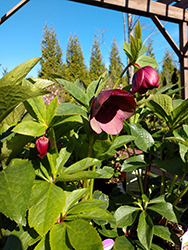 Honeymoon Tropical Sunset Hellebore (Helleborus 'Tropical Sunset') at Make It Green Garden Centre
