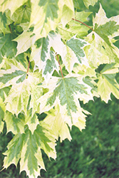 Harlequin Norway Maple (Acer platanoides 'Harlequin') at Make It Green Garden Centre