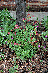 Wild Red Columbine (Aquilegia canadensis) at Make It Green Garden Centre
