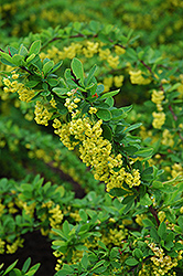 Emerald Carousel Barberry (Berberis 'Tara') at Lurvey Garden Center