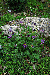 Pasqueflower (Pulsatilla vulgaris) at Make It Green Garden Centre