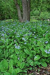 Virginia Bluebells (Mertensia virginica) at Make It Green Garden Centre
