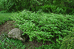 Variegated Solomon's Seal (Polygonatum odoratum 'Variegatum') at Lurvey Garden Center