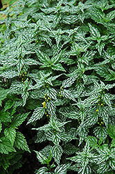 Hermann's Pride Yellow Archangel (Lamiastrum galeobdolon 'Hermann's Pride') at Make It Green Garden Centre