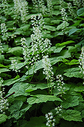 Creeping Foamflower (Tiarella cordifolia) at Make It Green Garden Centre