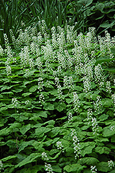 Creeping Foamflower (Tiarella cordifolia) at Make It Green Garden Centre