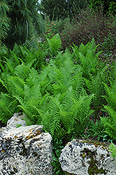 Ostrich Fern (Matteuccia struthiopteris) at Make It Green Garden Centre