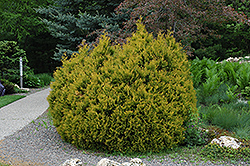 Rheingold Arborvitae (Thuja occidentalis 'Rheingold') at Make It Green Garden Centre