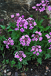 Drumstick Primrose (Primula denticulata) at Make It Green Garden Centre