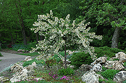 Tina Flowering Crab (Malus sargentii 'Tina') at Make It Green Garden Centre