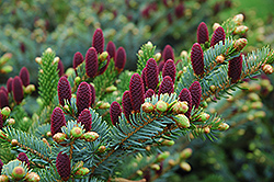 Red Cone Spruce (Picea abies 'Acrocona') at Make It Green Garden Centre