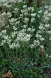 Pussytoes (Antennaria dioica) at Lurvey Garden Center