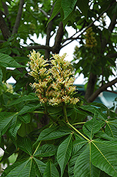 Autumn Splendor Buckeye (Aesculus 'Autumn Splendor') at Lurvey Garden Center