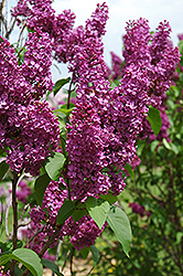 Ludwig Spaeth Lilac (Syringa vulgaris 'Ludwig Spaeth') at Make It Green Garden Centre