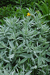 Valerie Finnis Artemisia (Artemisia ludoviciana 'Valerie Finnis') at Make It Green Garden Centre