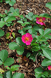 Lipstick Strawberry (Fragaria 'Lipstick') at Lurvey Garden Center