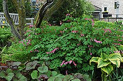 Common Bleeding Heart (Dicentra spectabilis) at Lurvey Garden Center