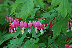 Common Bleeding Heart (Dicentra spectabilis) at Make It Green Garden Centre