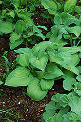 Paul's Glory Hosta (Hosta 'Paul's Glory') at Lurvey Garden Center