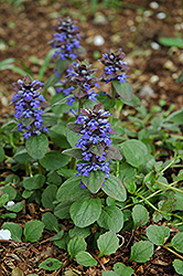 Caitlin's Giant Bugleweed (Ajuga reptans 'Caitlin's Giant') at Make It Green Garden Centre