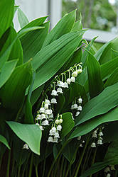 Lily-Of-The-Valley (Convallaria majalis) at Make It Green Garden Centre