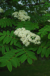 Cardinal Royal Mountain Ash (Sorbus aucuparia 'Michred') at Make It Green Garden Centre