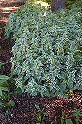 Hermann's Pride Yellow Archangel (Lamiastrum galeobdolon 'Hermann's Pride') at Make It Green Garden Centre