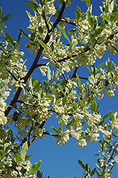 Silverberry (Elaeagnus commutata) at Make It Green Garden Centre