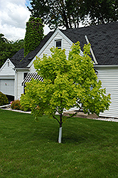 Princeton Gold Maple (Acer platanoides 'Princeton Gold') at Make It Green Garden Centre