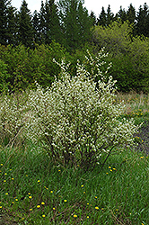 Honeywood Saskatoon (Amelanchier alnifolia 'Honeywood') at Make It Green Garden Centre
