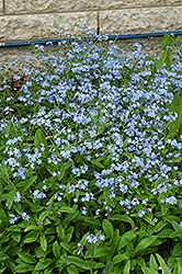 Forget-Me-Not (Myosotis sylvatica) at Make It Green Garden Centre