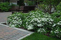 Halward's Silver Spirea (Spiraea nipponica 'Halward's Silver') at Make It Green Garden Centre