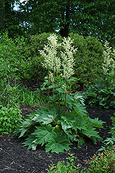 Ornamental Rhubarb (Rheum palmatum 'var. tanguticum') at Make It Green Garden Centre