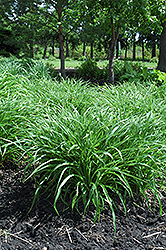 Moor Grass (Molinia caerulea) at Lurvey Garden Center