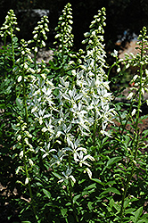 Albiflorus Gas Plant (Dictamnus albus 'Albiflorus') at Make It Green Garden Centre