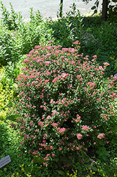 Crispleaf Spirea (Spiraea bullata 'Crispifolia') at Make It Green Garden Centre