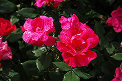 Knock Out Rose (Rosa 'Radrazz') at Lurvey Garden Center