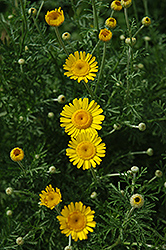 Kelwayi Marguerite Daisy (Anthemis tinctoria 'Kelwayi') at Make It Green Garden Centre