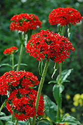 Maltese Cross (Lychnis chalcedonica) at Make It Green Garden Centre