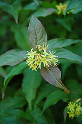 Bush Honeysuckle (Diervilla lonicera) at Make It Green Garden Centre