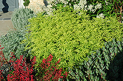 Isla Gold Tansy (Tanacetum vulgare 'Isla Gold') at Make It Green Garden Centre