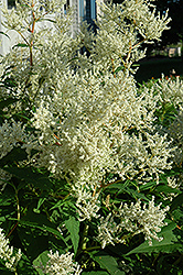 White Fleeceflower (Persicaria polymorpha) at Make It Green Garden Centre